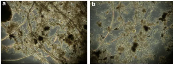 纖維素對污水生物處理系統(tǒng)性能的影響及機理分析 新聞資訊 第1張-