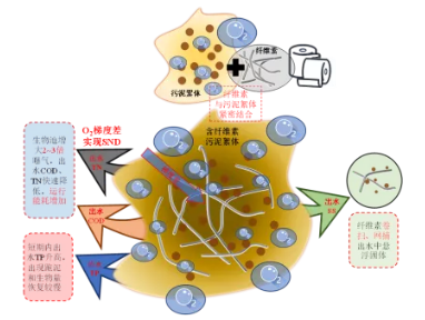 纖維素對污水生物處理系統(tǒng)性能的影響及機理分析 新聞資訊 第7張-